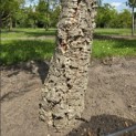 Quercus Suber - 3
