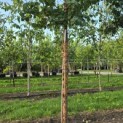Syringa pekinensis 'China Snow' - 4