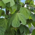 Firmiana simplex - Foto 5