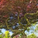 Acer palmatum 'Garnet' - 1