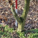 Carpinus Betulus - 3