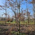 Carpinus Betulus - 4