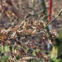 Carpinus Betulus - 2