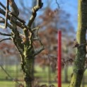 Carpinus Betulus - 1