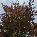 Fagus sylvatica 'Atropunicea' - 3