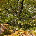 Fagus sylvatica 'Atropunicea' - 3