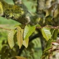 Carpinus Henryana - 2