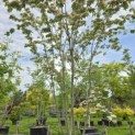 Cornus 'Stellar Pink' - Foto 1