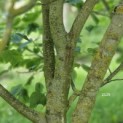 Liriodendron tulipifera 'Aureomarginatum' - 4
