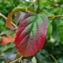 Parrotia persica 'Bella' - blad