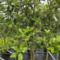 Quercus ilex - 6