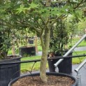 Acer palmatum 'Osakazuki - Foto 5
