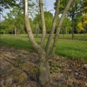 Aesculus x carnea 'Briotii' - 6
