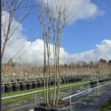Cercis chinensis 'Avondale' - 2