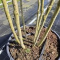 Cercis chinensis 'Avondale' - 3