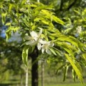 Malus toringo 'Brouwers Beauty' - 3