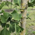 Ginkgo biloba - Foto 3