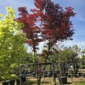 Acer palmatum 'Bloodgood' - 2