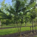 Gleditsia triacanthos ‘Inermis' - 1