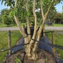 Heptacodium miconioides - Foto 2