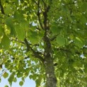 Tilia x europaea 'Pallida' - Foto 8
