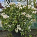 Rhododendron 'Cunningham's White' - Foto 1