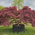 Acer palmatum 'Garnet' - 8