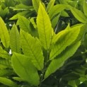 Castanea sativa - 2
