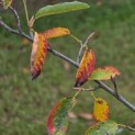 Amelanchier lamarckii - Foto 7
