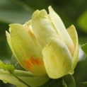 Liriodendron tulipifera impressie bloei in mei