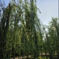 Salix x sepulcralis 'Chrysocoma' - 2