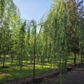 Salix x sepulcralis 'Chrysocoma' - 3