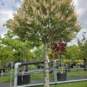 Prunus Lusitanica angustifolia - 2