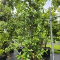 Quercus ilex - 2
