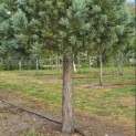 Sequoiadendron giganteum 'Glaucum' - Foto 8