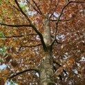 Fagus sylvatica Atropunicea - 1