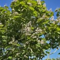 Catalpa erubescens 'Purpurea' - Foto 1