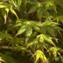 Acer palmatum - Foto 1