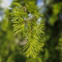 Cedrus deodara 'Pendula' - 1