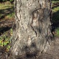 betula nigra - 4