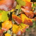 Fagus sylvatica 'Dawyck Gold'