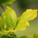 Fagus sylvatica 'Dawyck Gold'