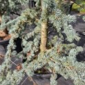 Cedrus libani 'Glauca' - 1