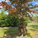 Fagus sylvatica 'Atropunicea' - Foto 2