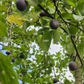 Prunus domestica Hauszwetsche - 1