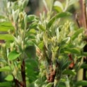 Amelanchier alnifolia 'Obelisk' - knoppen in het voorjaar