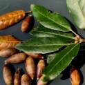 Quercus ilex - 2