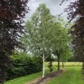 Betulus utilis Doorenbos (Jacquemontii) - Foto 2
