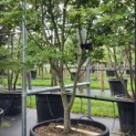 Acer palmatum 'Osakazuki' - Foto 3