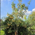 Sorbus 'Joseph Rock' - 2